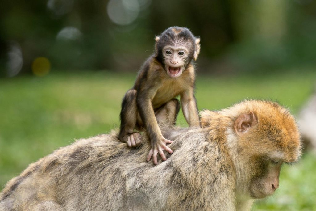 A cute baby Barbary macaque sits happily on its mother's back outdoors.