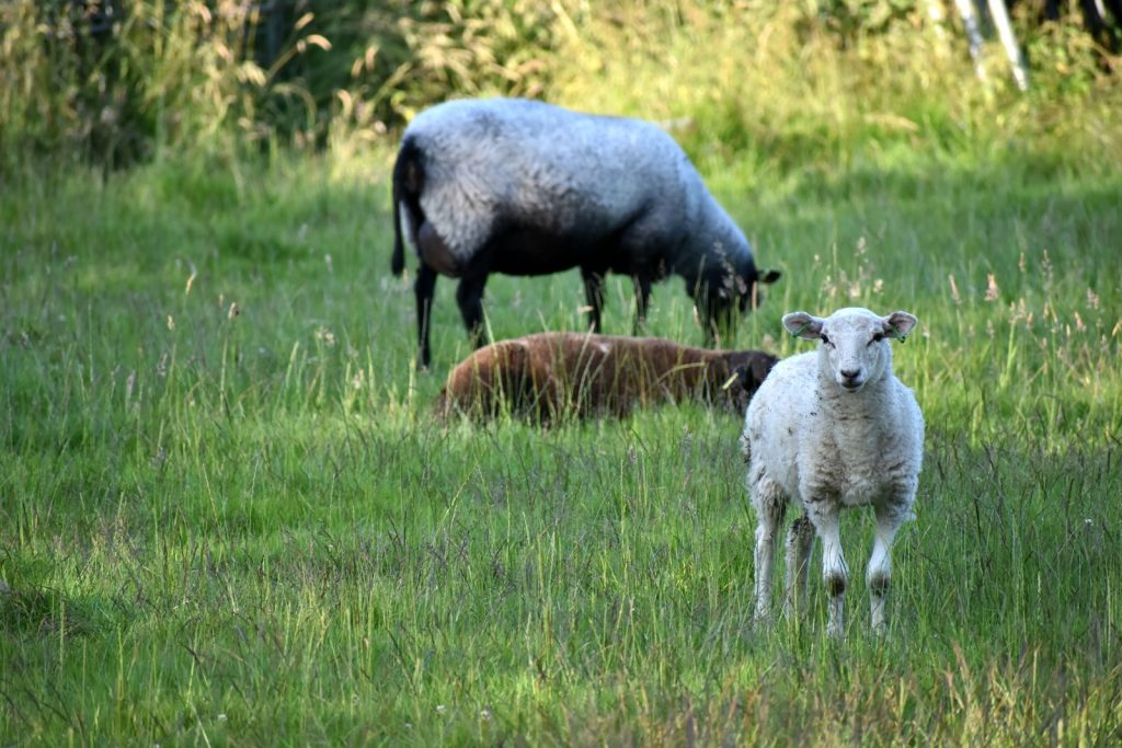 A herd of sheep standing on top of a lush green field