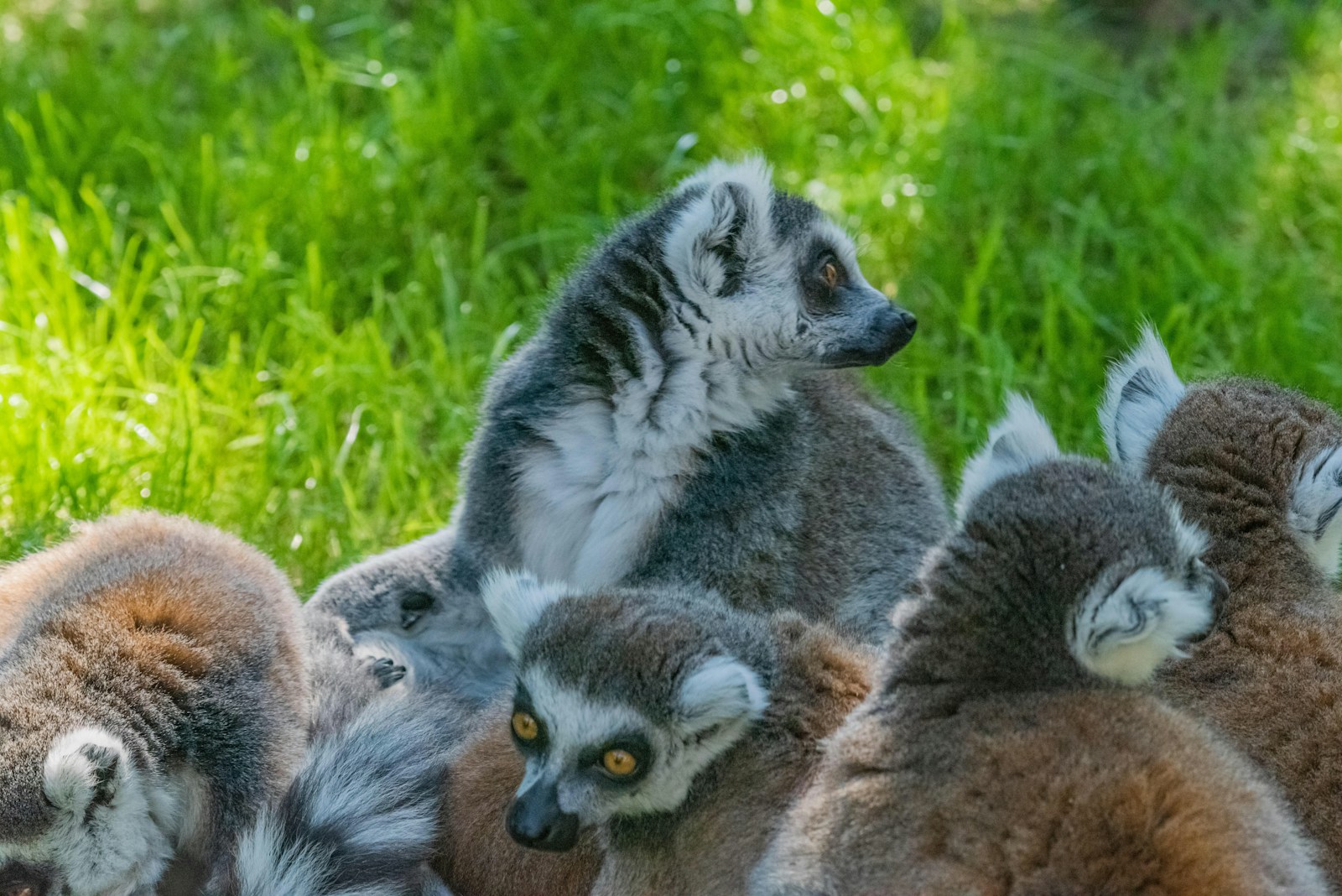 a group of ring - tailed lemurs sitting in the grass