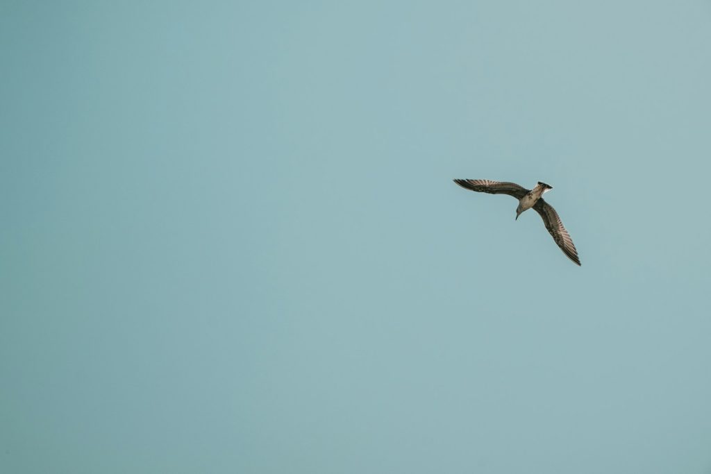 brown bird flying