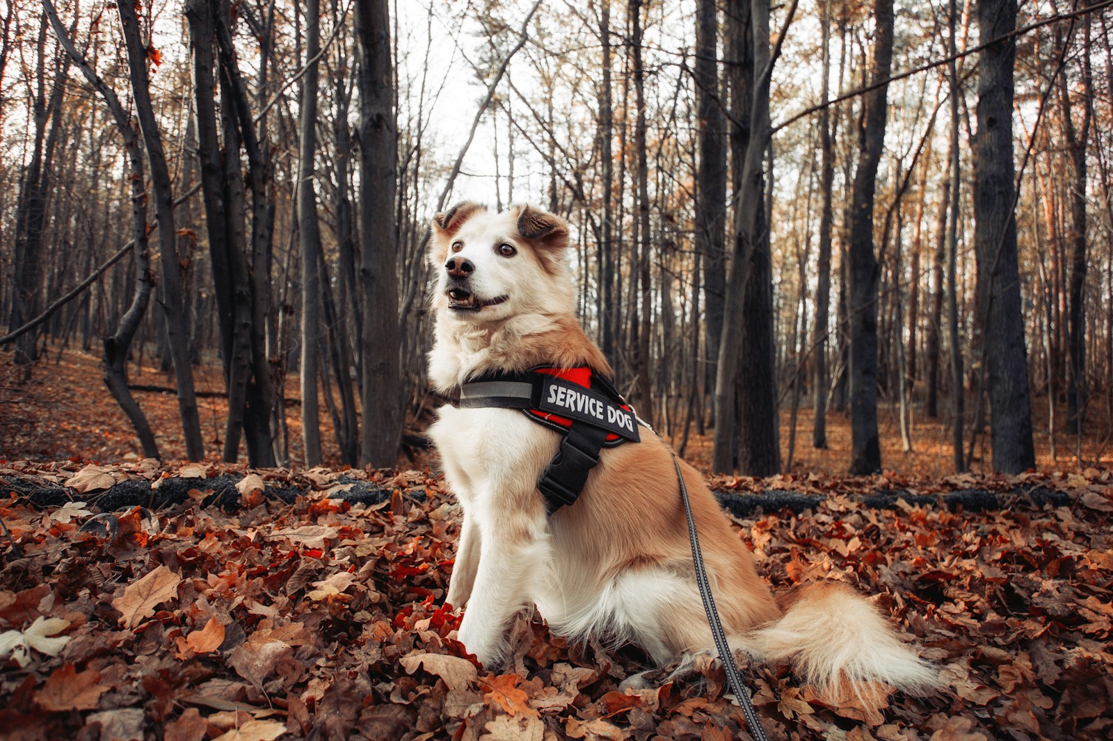 A brown and white dog sitting on top of a pile of leaves